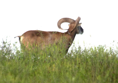 Mouflon Ram